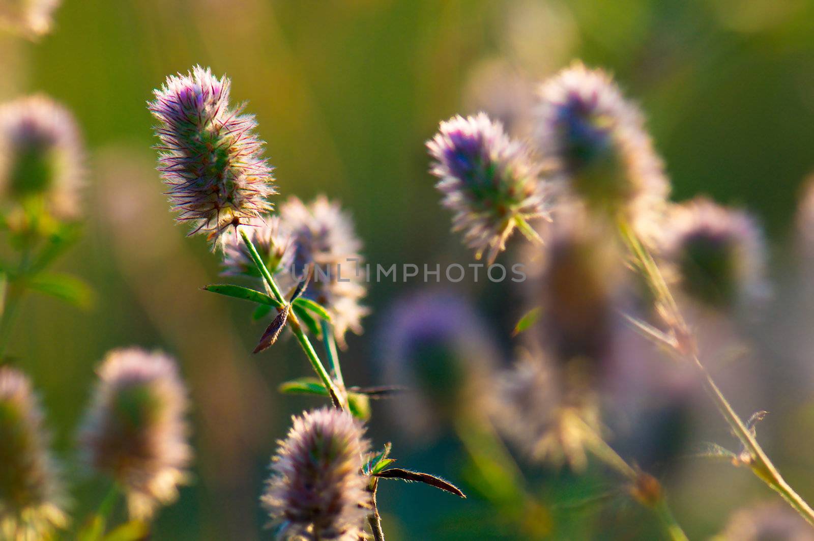 Wild flowers in a meadow at sunset