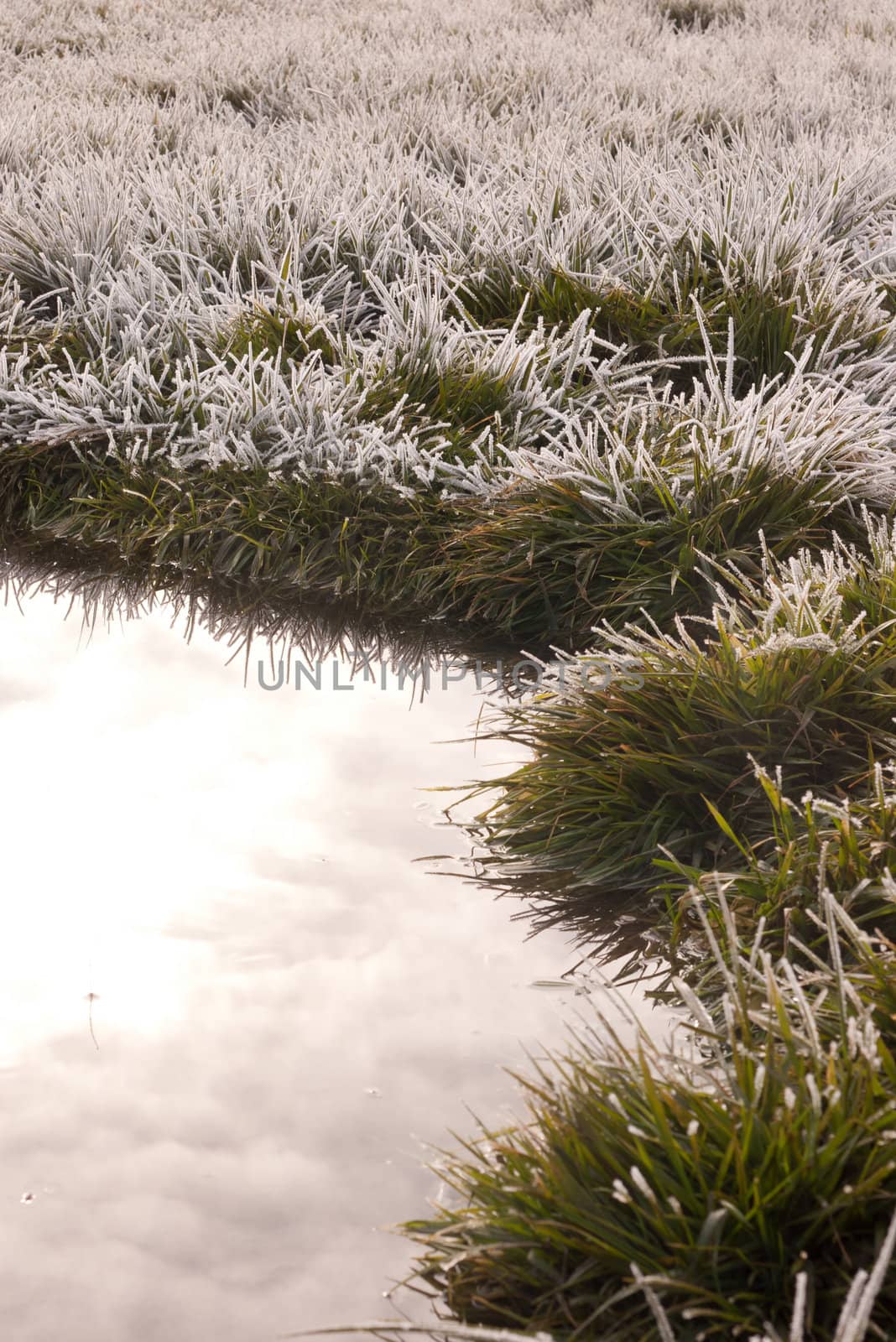 white frost on green grass next to water