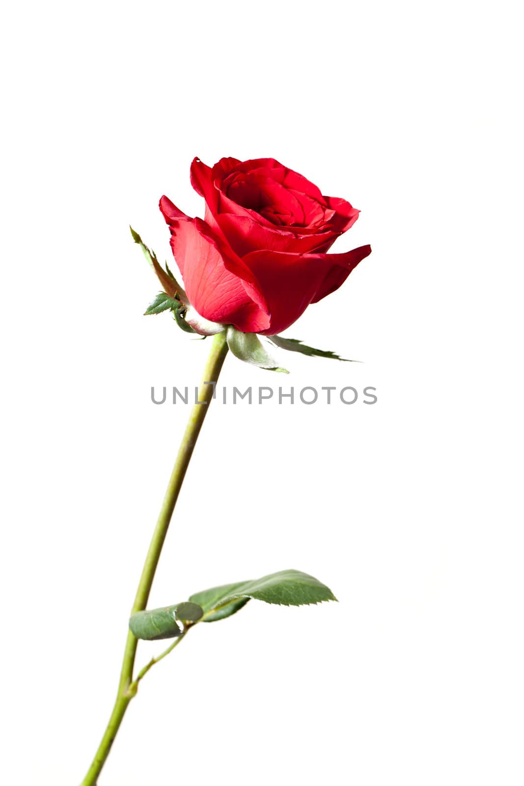 Red rose isolated on white background by kawing921