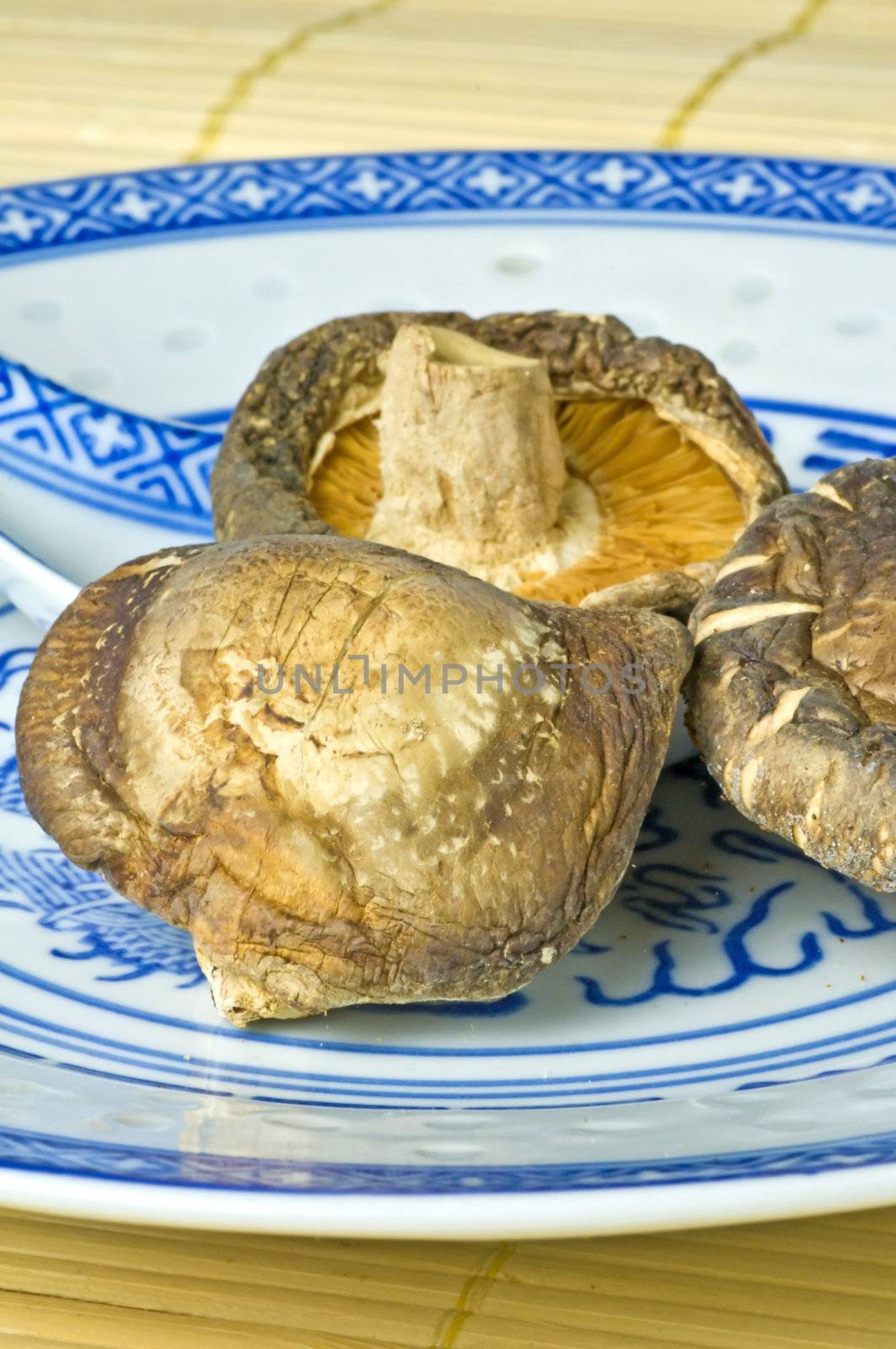 Shiitake mushroom