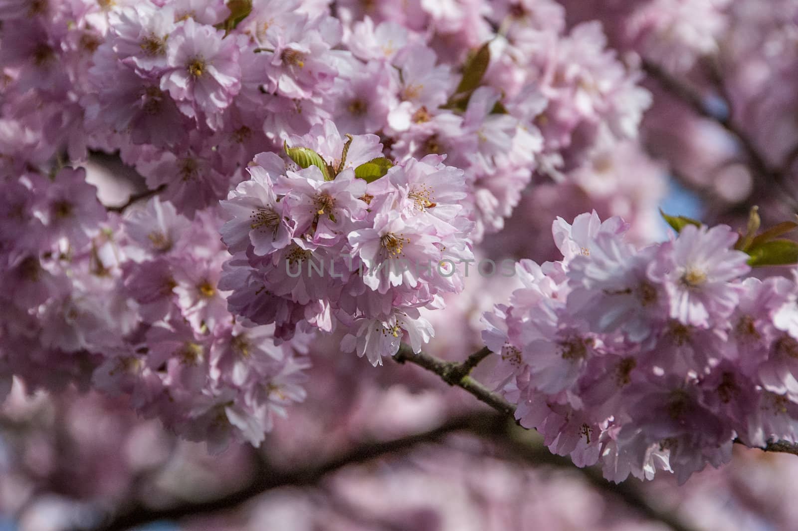 Cherry blossom in Hamburg in May