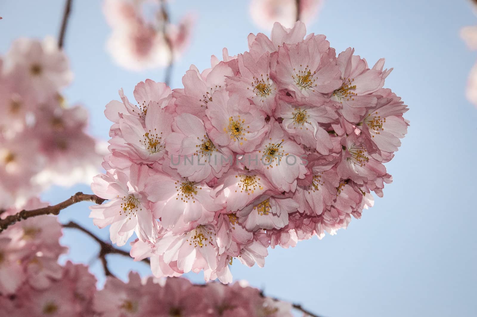 Cherry blossom in Hamburg in May