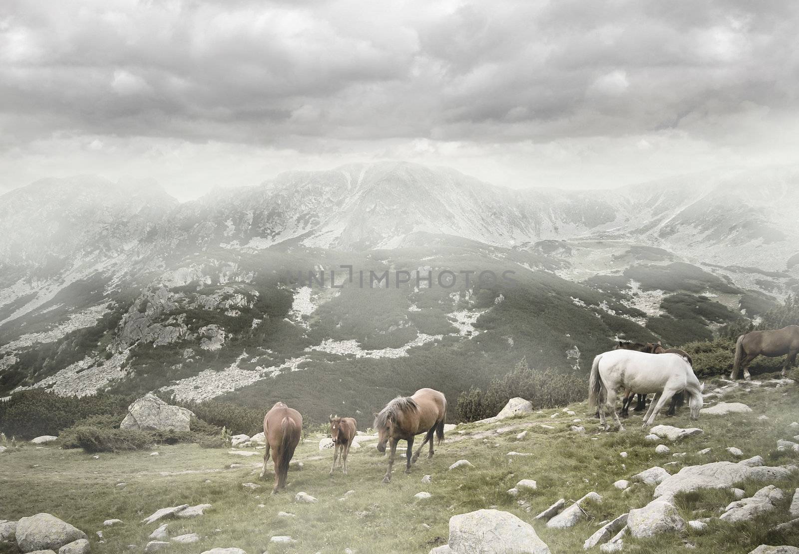 Family of wild horses grazing on mountain