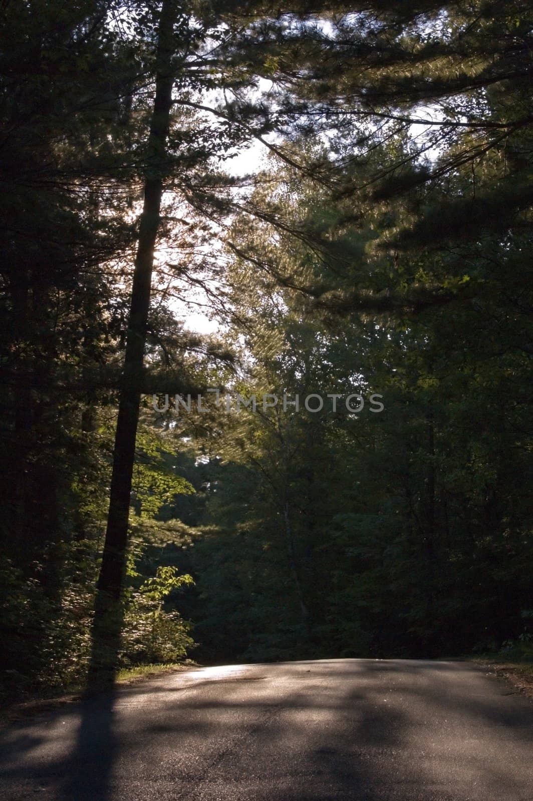 A wood road rising uphill in back sunlight. BonEcho Provincial Park