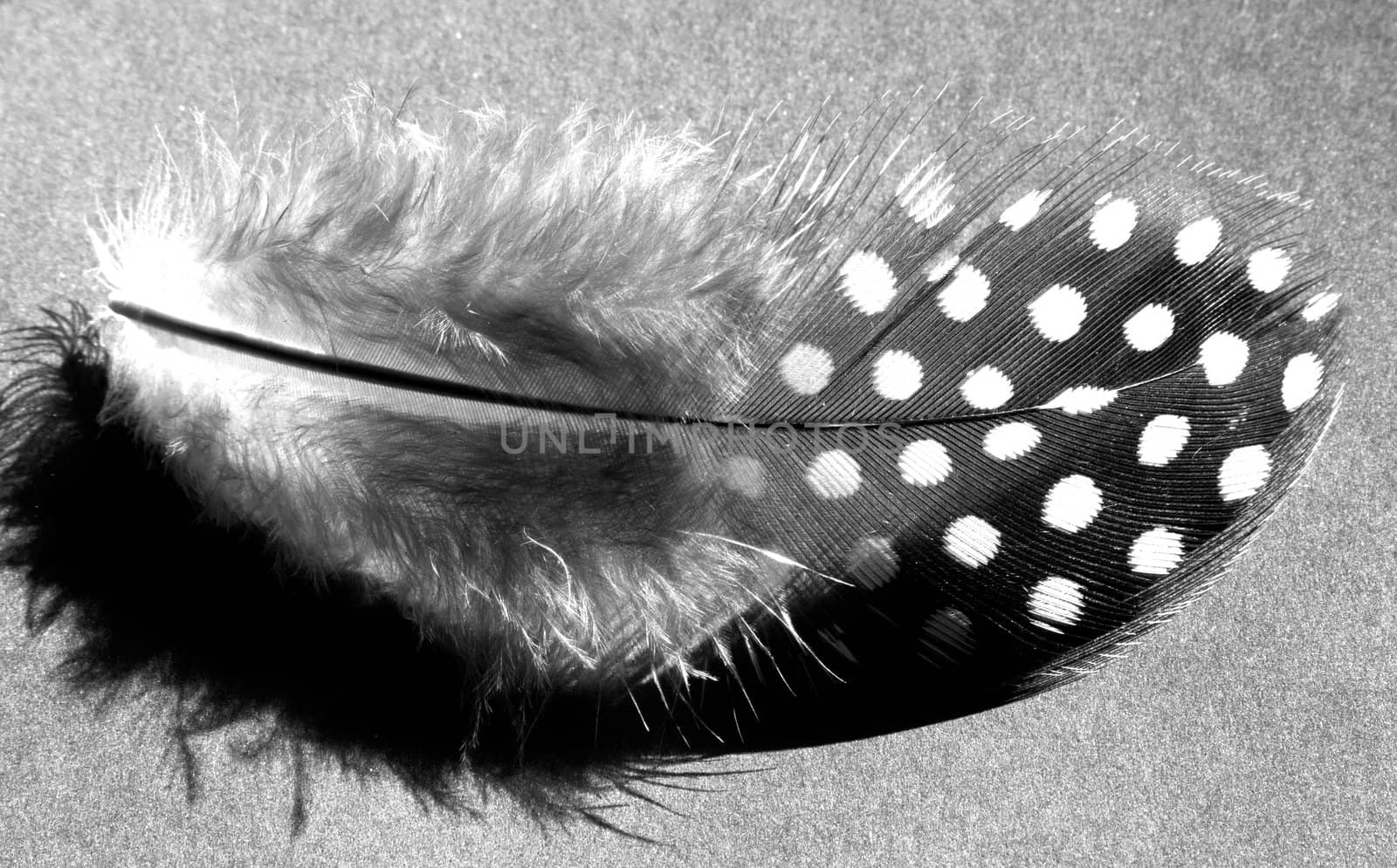 Monochrome feather of the Guinea-fowl (Numida melagris)