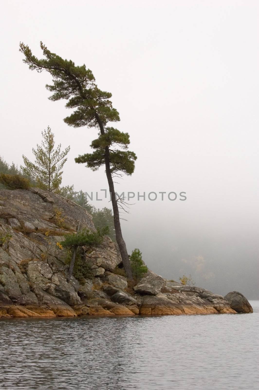 Lonely spruce trees in the lake shore in Killarney park
