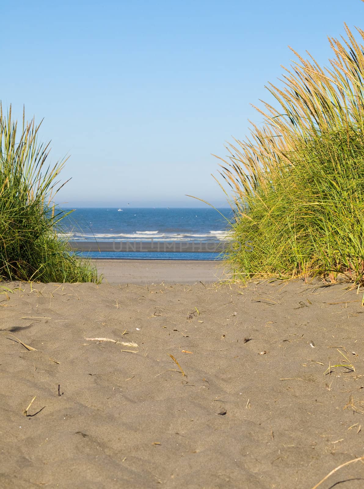 Green and Yellow Beach Grass on a Path to the Ocean on a Clear and Sunny Day