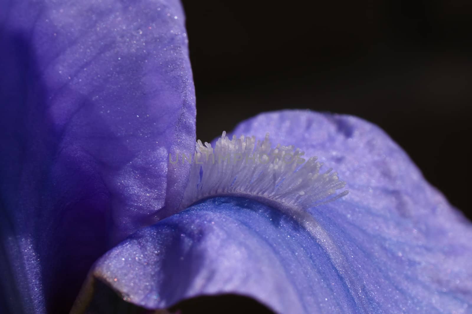 close up part of a bearded blue iris on a black background