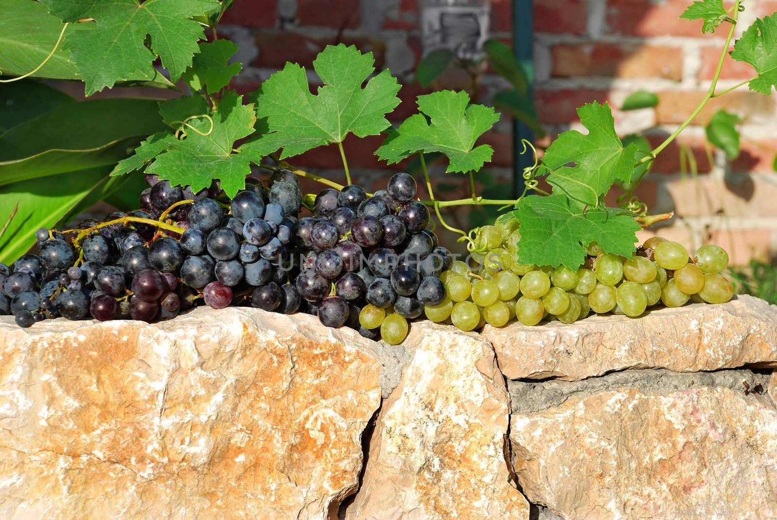 green and red  ripe grapes over stone fence