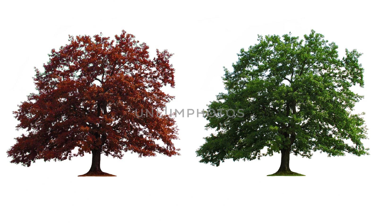 green and red old oak trees isolated over white