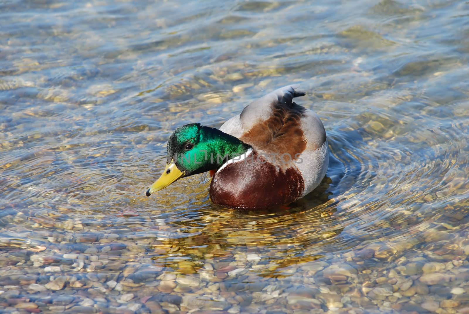 male duck green head over transparent water