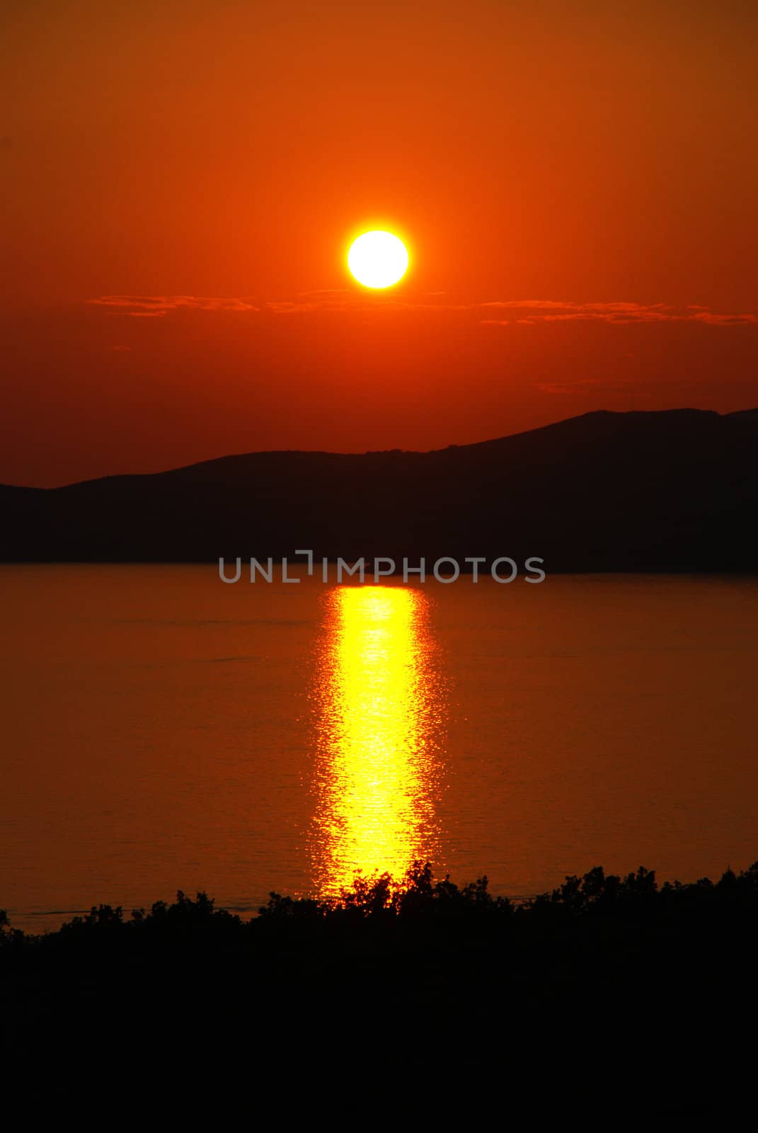 orange sunset over sea behind black tree silhouettes