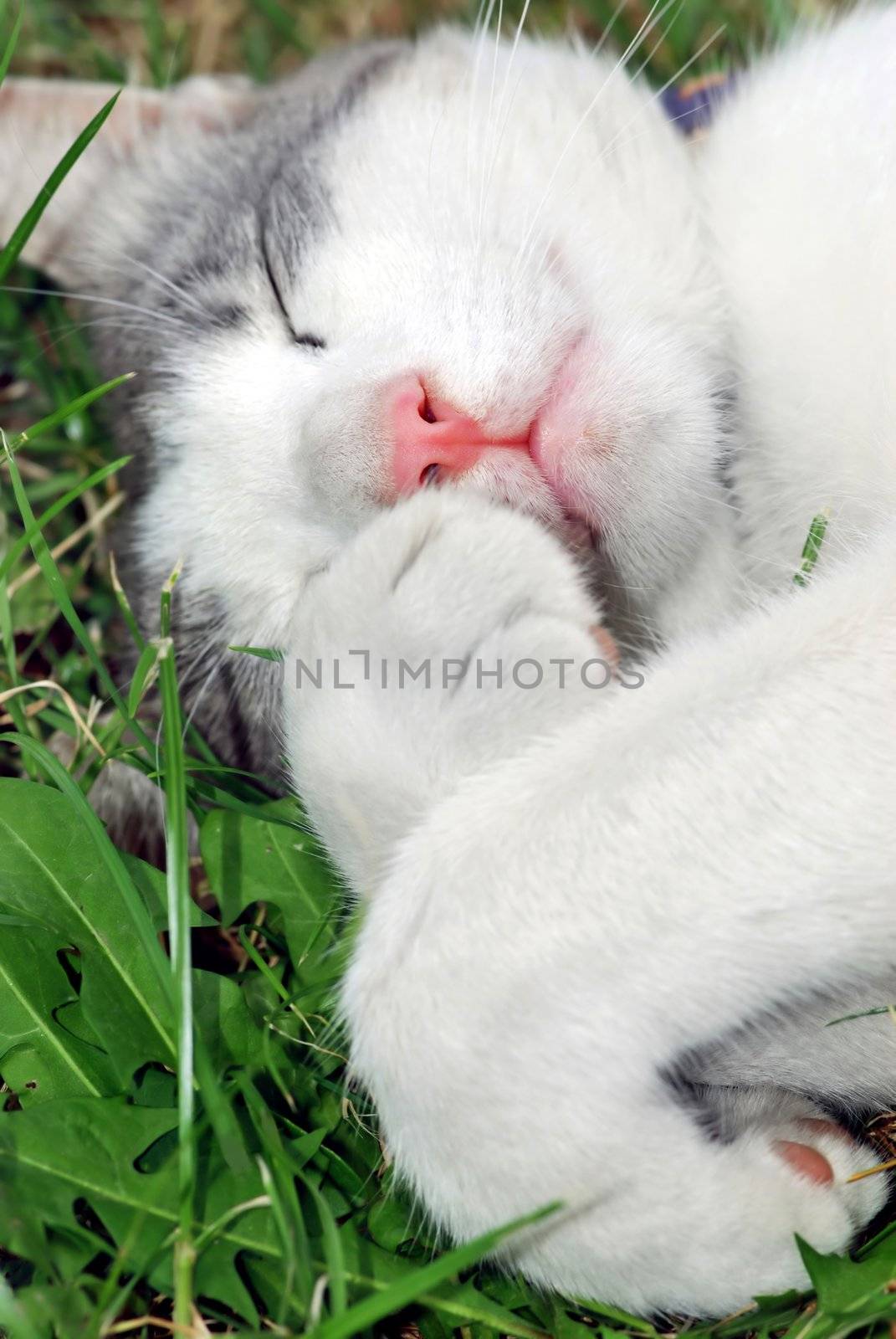 white cat with pink nose sleeping in grass portrait