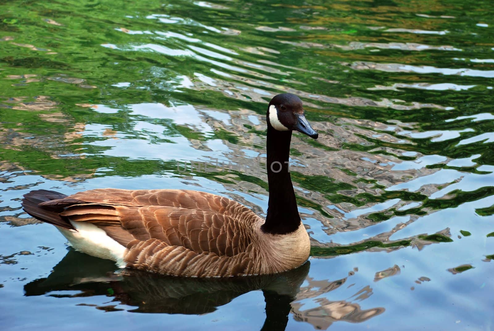 bird swimming over green water in park