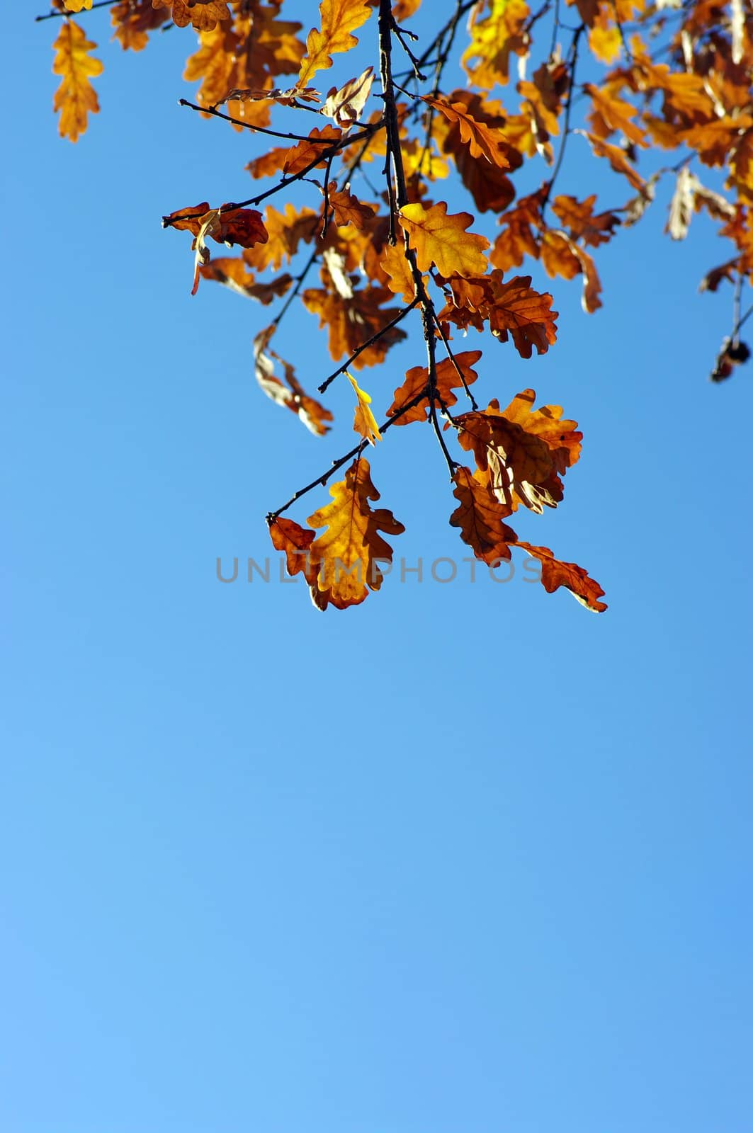 oak leaves on blue sky