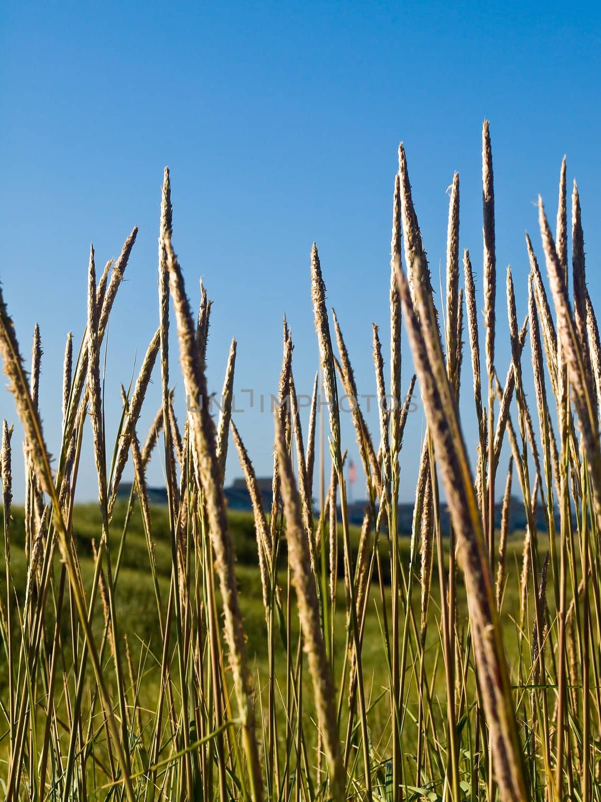 Green and Yellow Beach Grass with a Blue Clear Sky