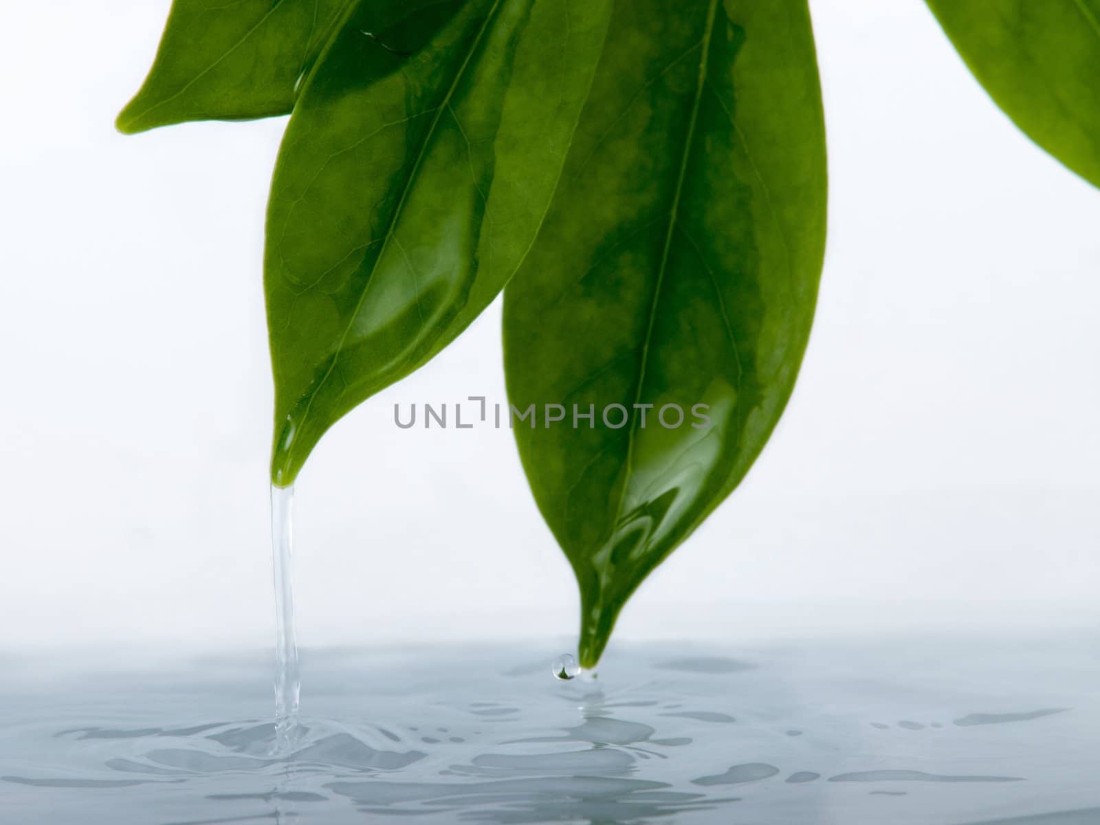 Photography from the leaves of water flowing into the tank