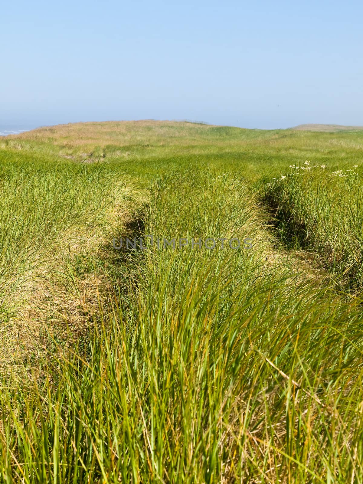 Green and Yellow Beach Grass on a Path to the Ocean on a Clear and Sunny Day