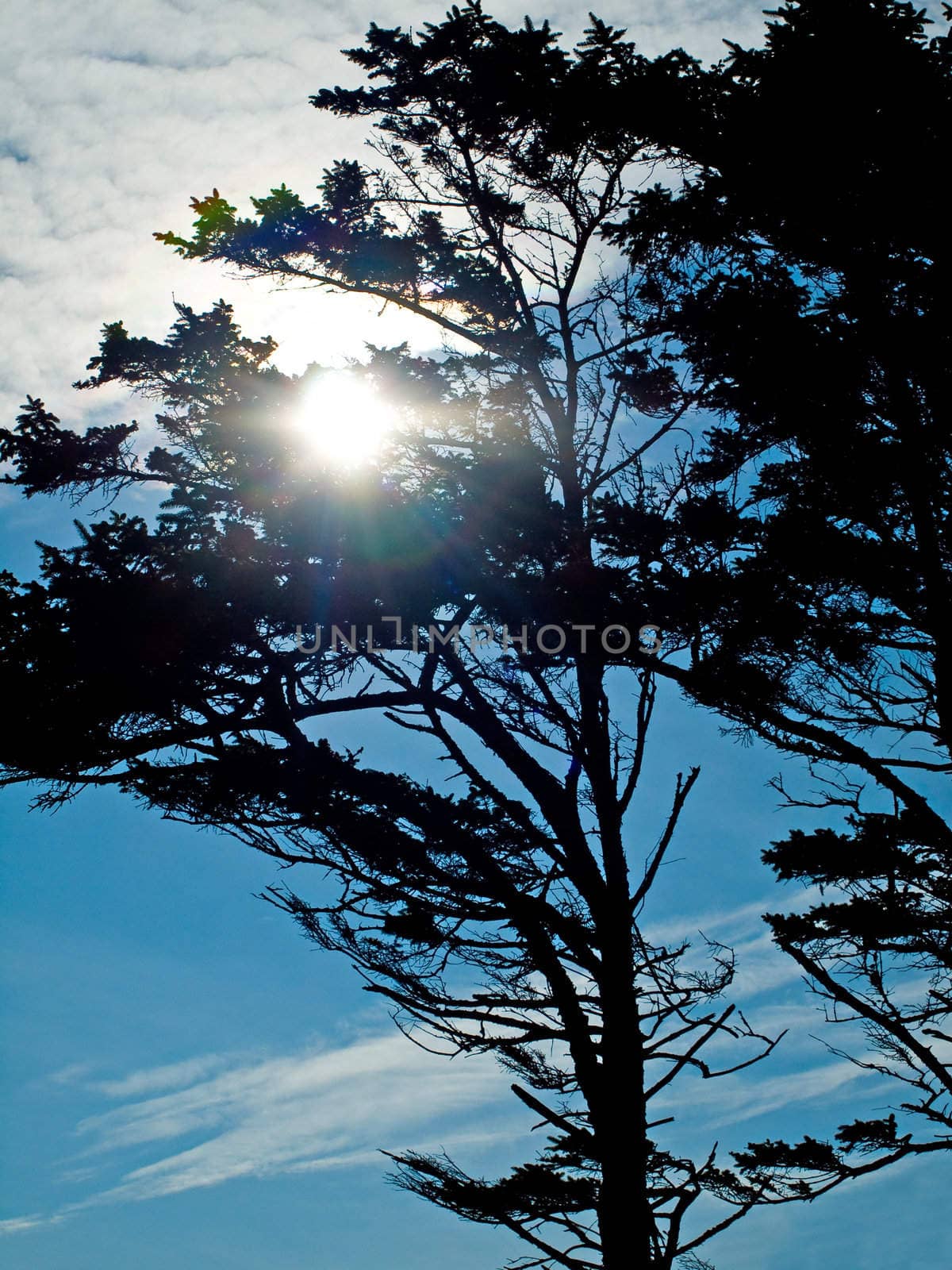 Windswept Trees Silhouette on a Clear Sunny Day