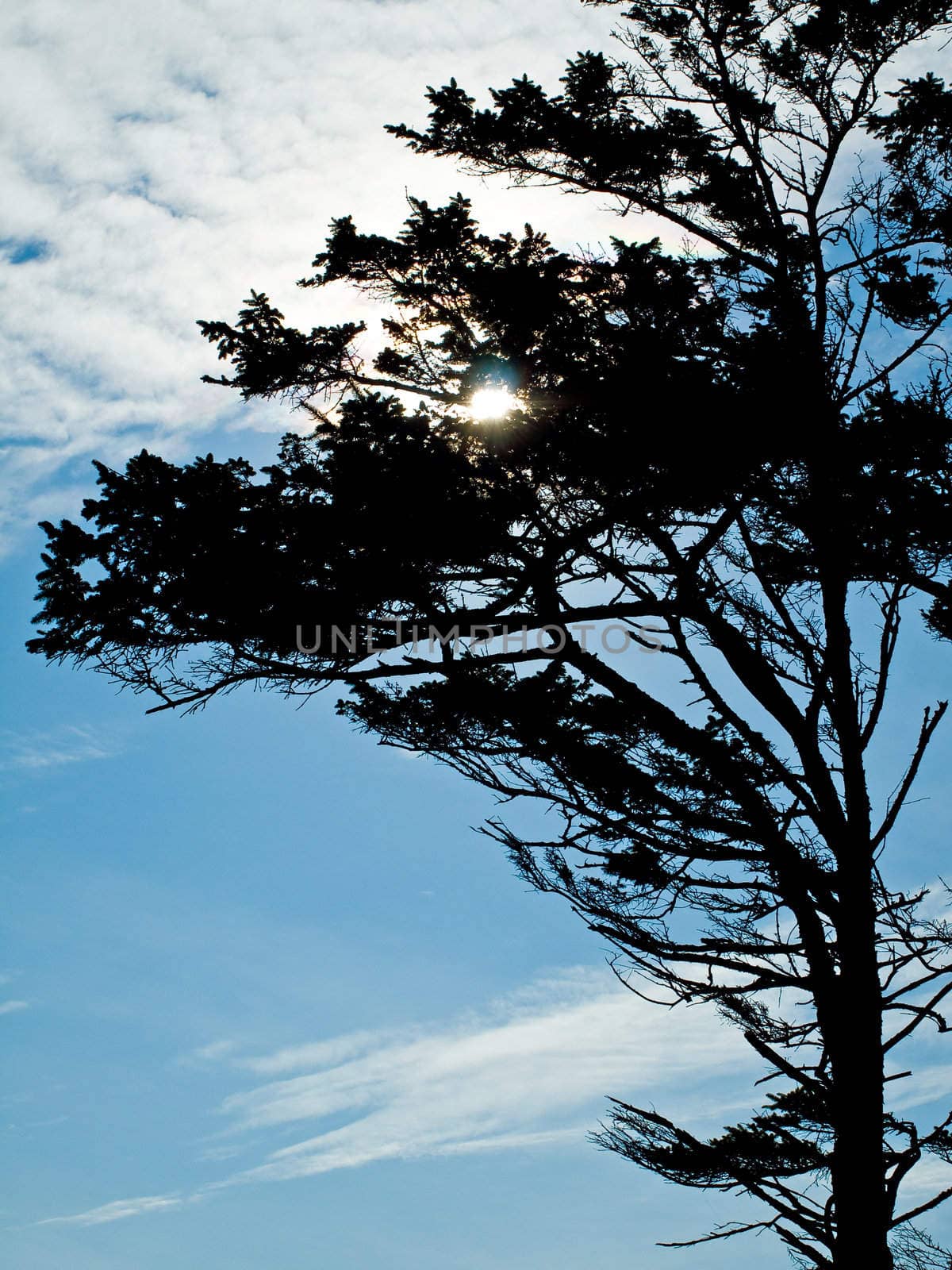 Windswept Trees Silhouette on a Clear Sunny Day