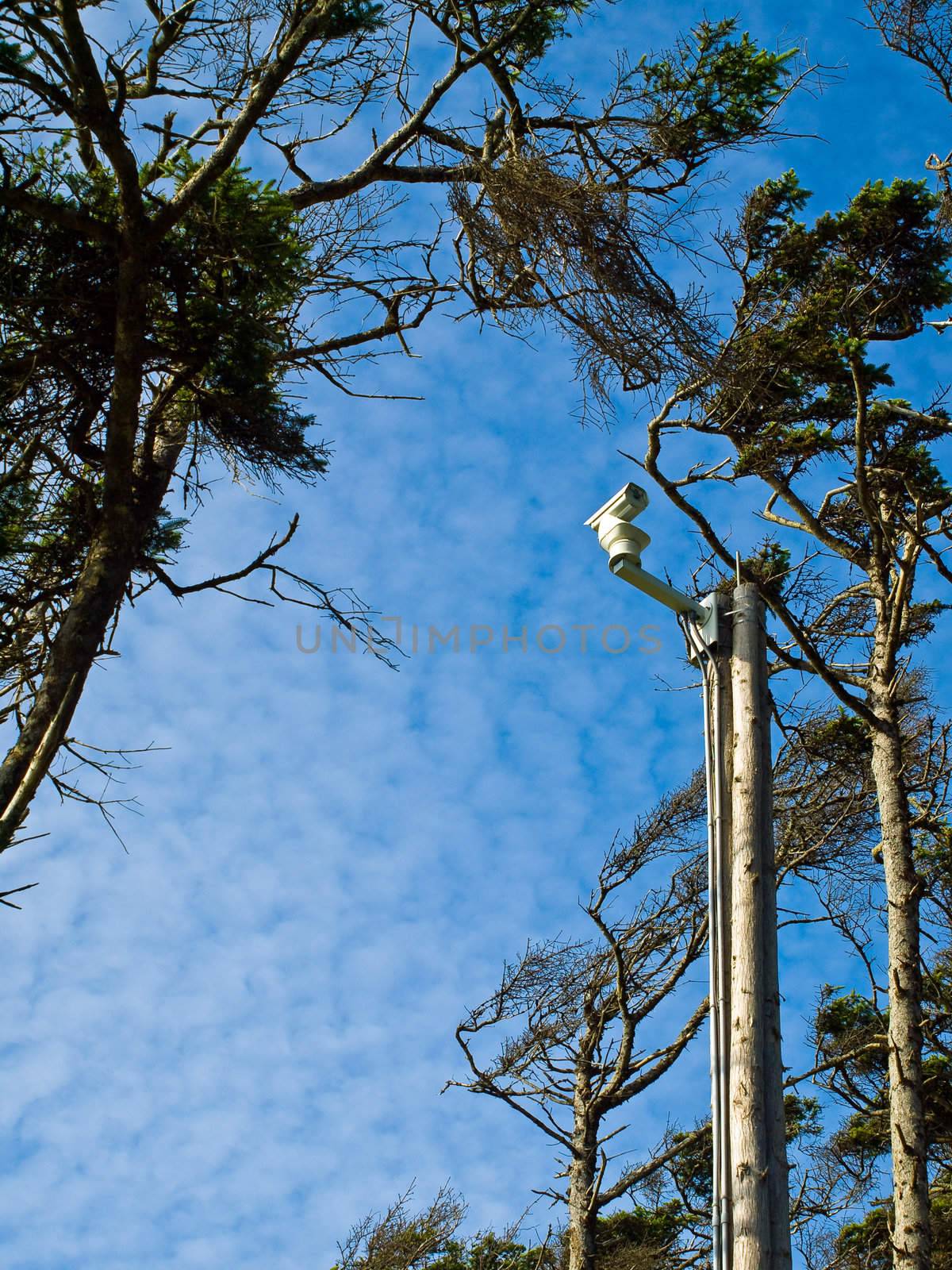 Windswept Trees and a Security Camera on a Pole