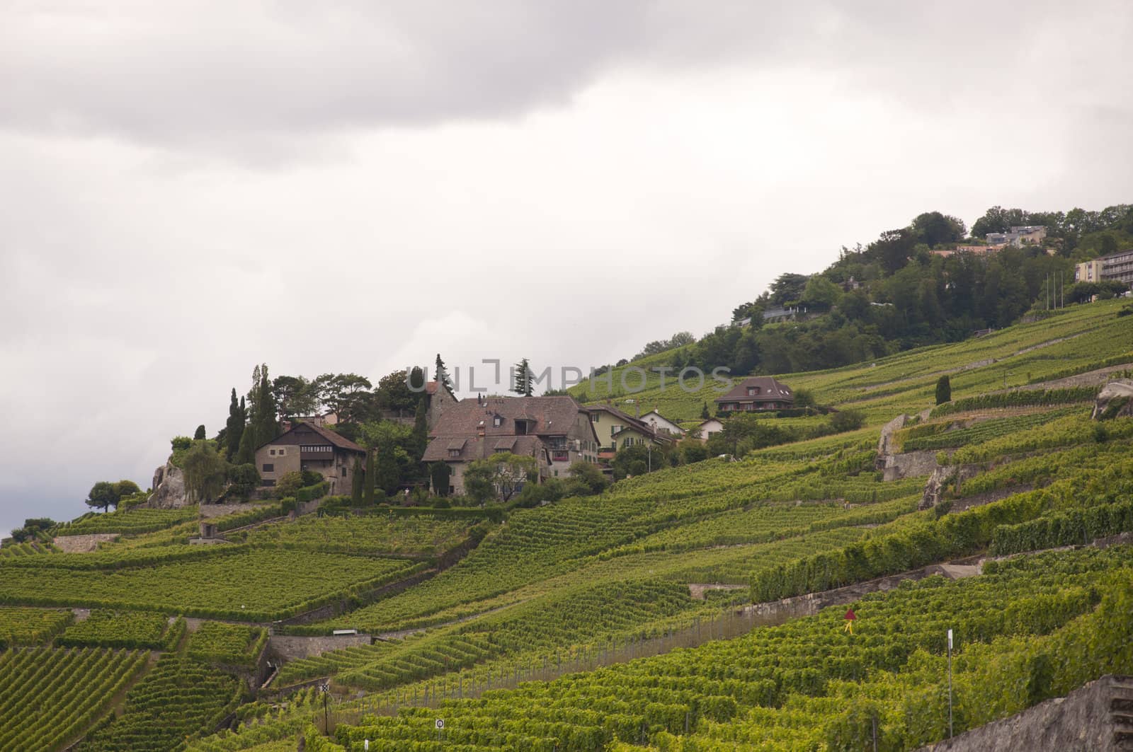 Houses amidst vineyards on a cloudy day by kdreams02