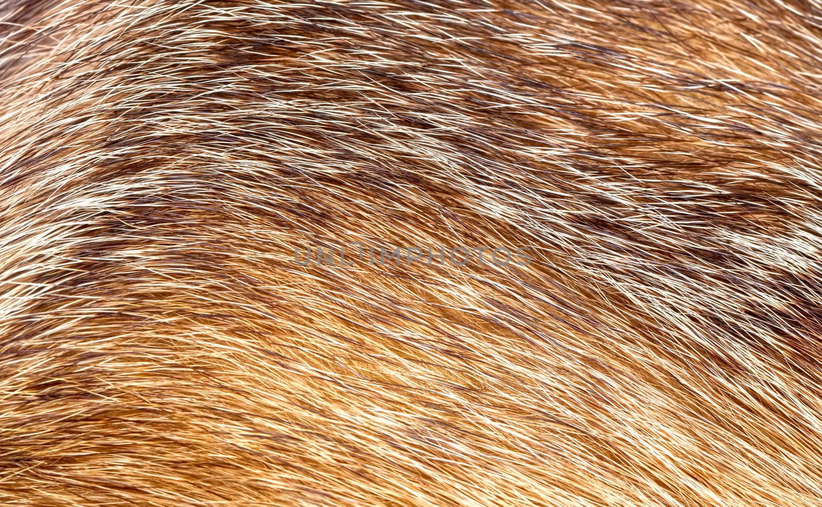 Fur texture by RawGroup