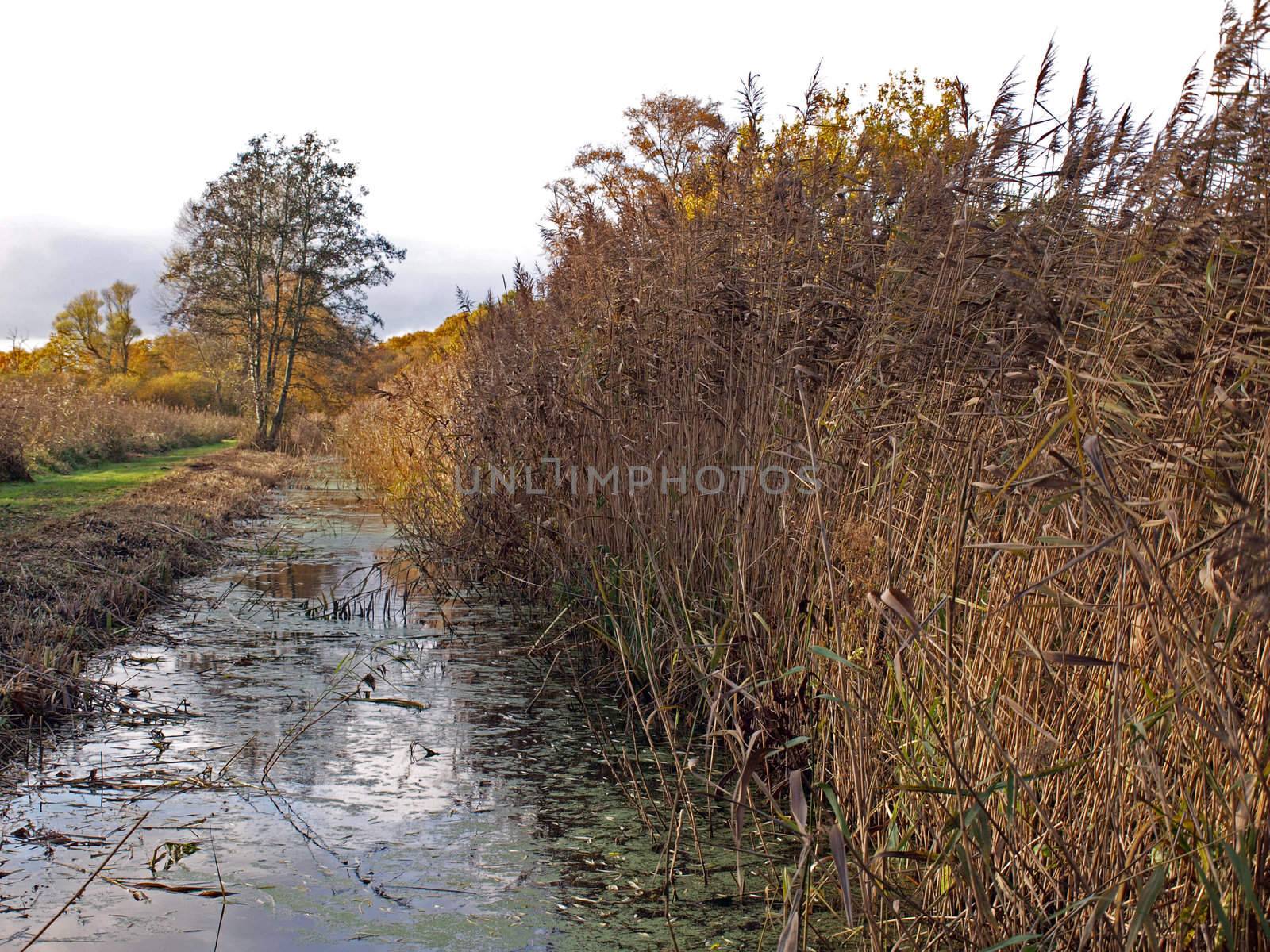 Autumn trees and dykes in Woodwalton fen nature reserve. Part of �The Great Fen Project�, that aims to restore over 3000 hectares of fenland habitat between Huntingdon and Peterborough.