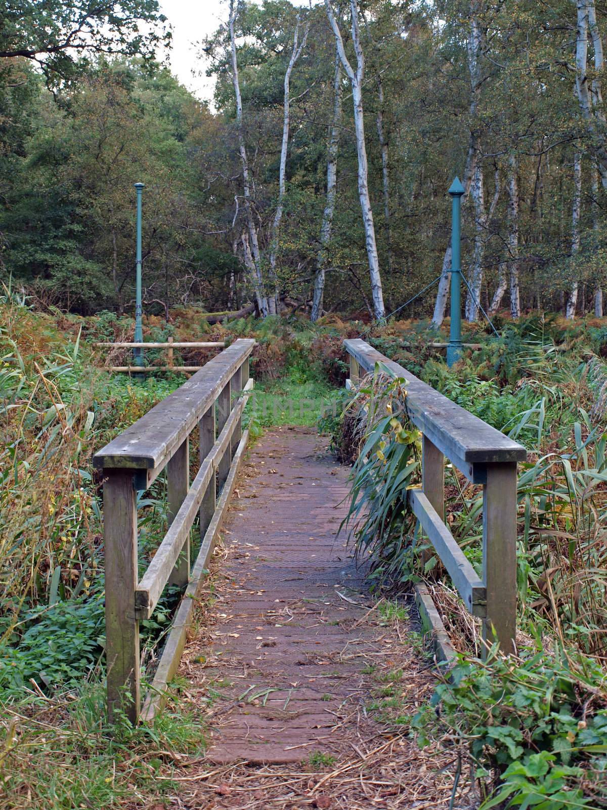 Bridge crossing a dyke, leading to the poles, on Holme Fen.