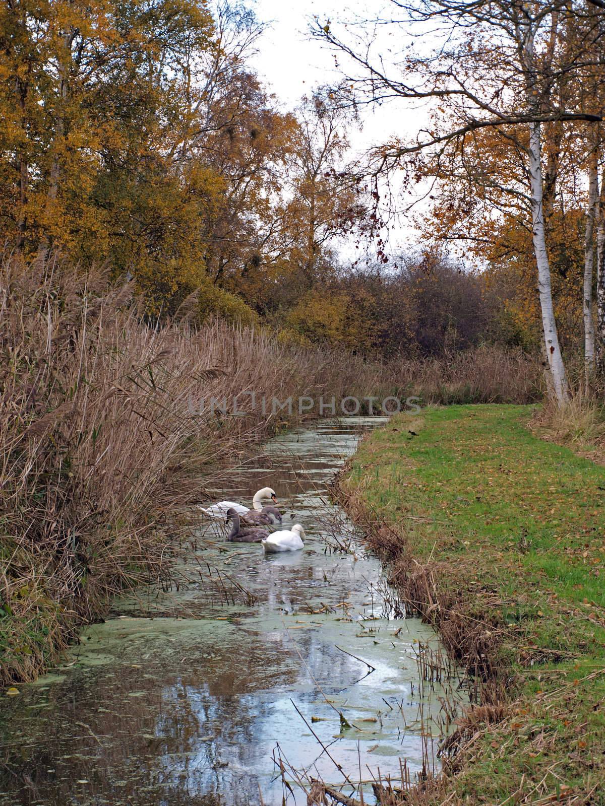 Autumn trees and dykes in Woodwalton fen nature reserve. Part of The Great Fen Project, that aims to restore over 3000 hectares of fenland habitat between Huntingdon and Peterborough.