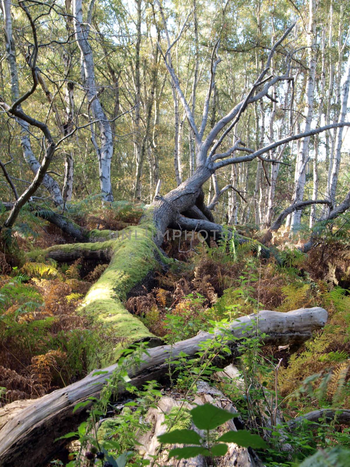 As the peat is still shrinking the roots of the trees become exposed, making them unstable. Many trees can be seen leaning at odd angles untill they eventually fall down.