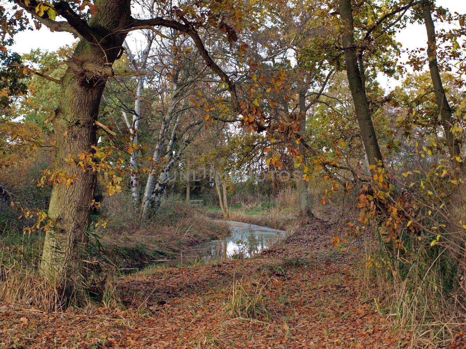 Autumn trees and dykes in Woodwalton fen nature reserve. Part of The Great Fen Project, that aims to restore over 3000 hectares of fenland habitat between Huntingdon and Peterborough.