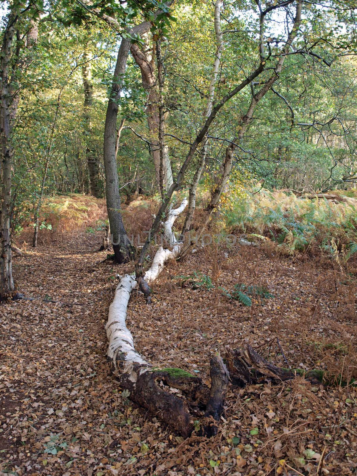 As the peat is still shrinking the roots of the trees become exposed, making them unstable. Many trees can be seen leaning at odd angles untill they eventually fall down.