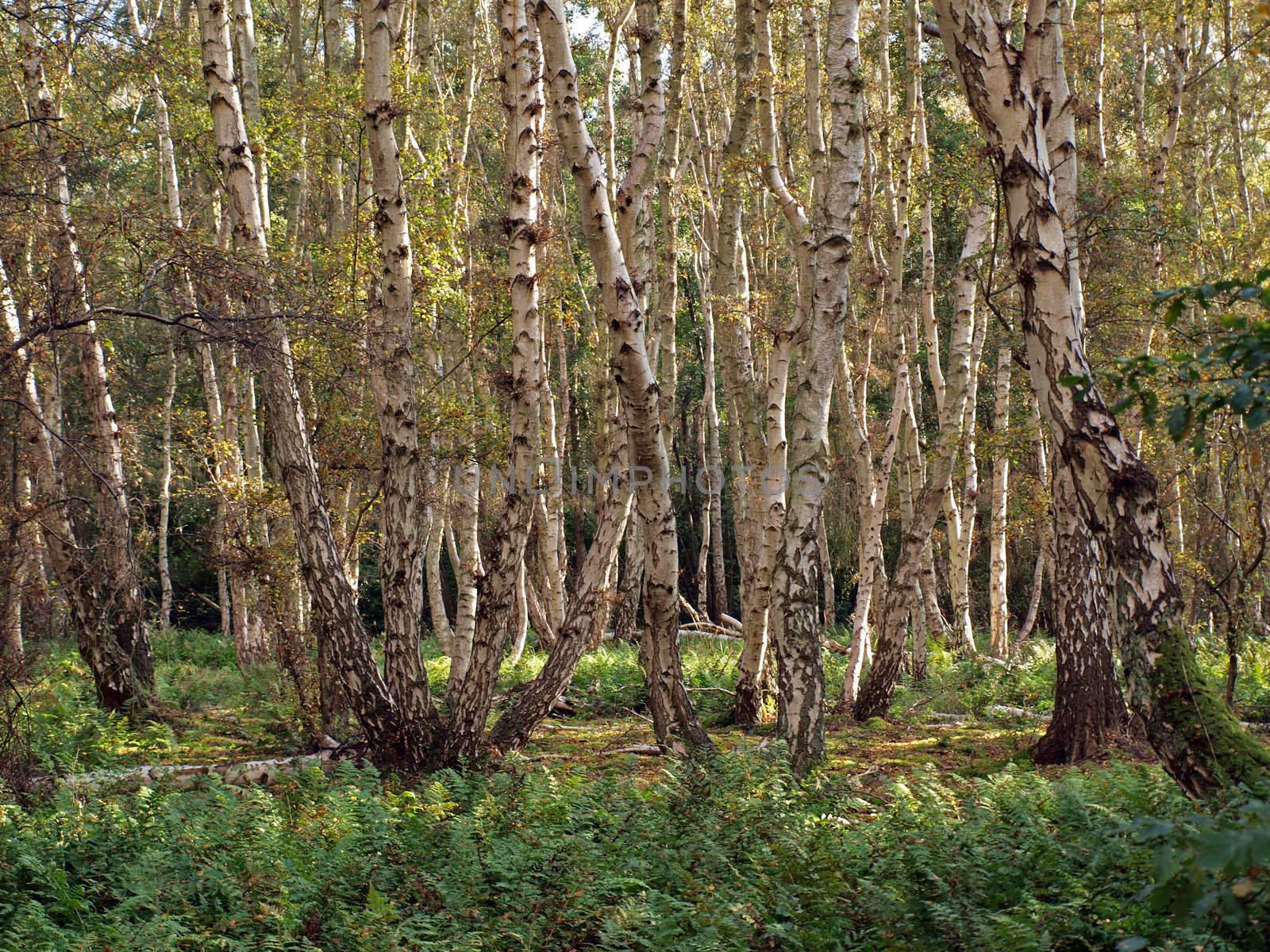 As the peat is still shrinking the roots of the trees become exposed, making them unstable. Many trees can be seen leaning at odd angles untill they eventually fall down. Much of the 266 hectares reserve has become covered with birch woodland