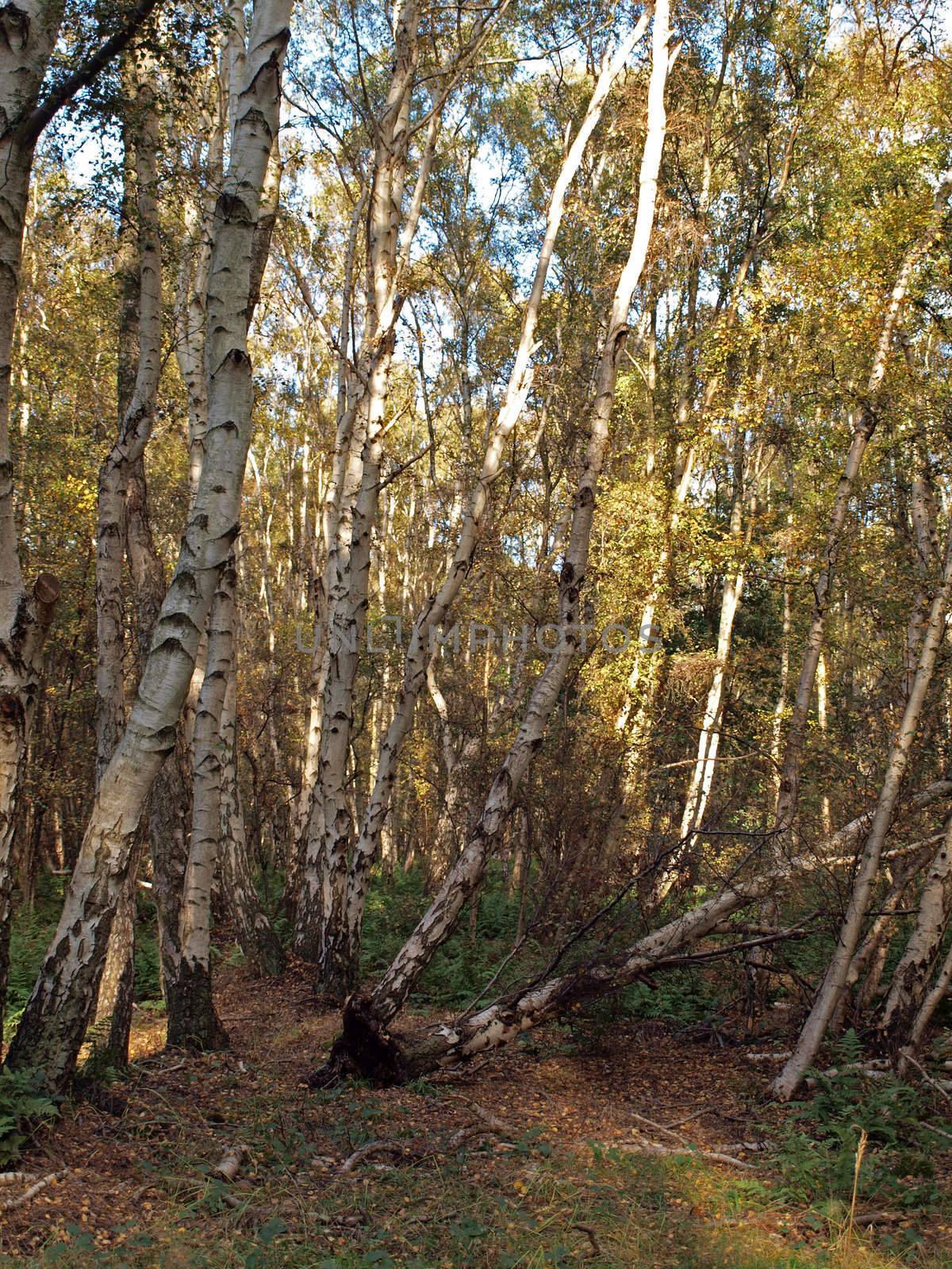 As the peat is still shrinking the roots of the trees become exposed, making them unstable. Many trees can be seen leaning at odd angles untill they eventually fall down. Much of the 266 hectares reserve has become covered with birch woodland