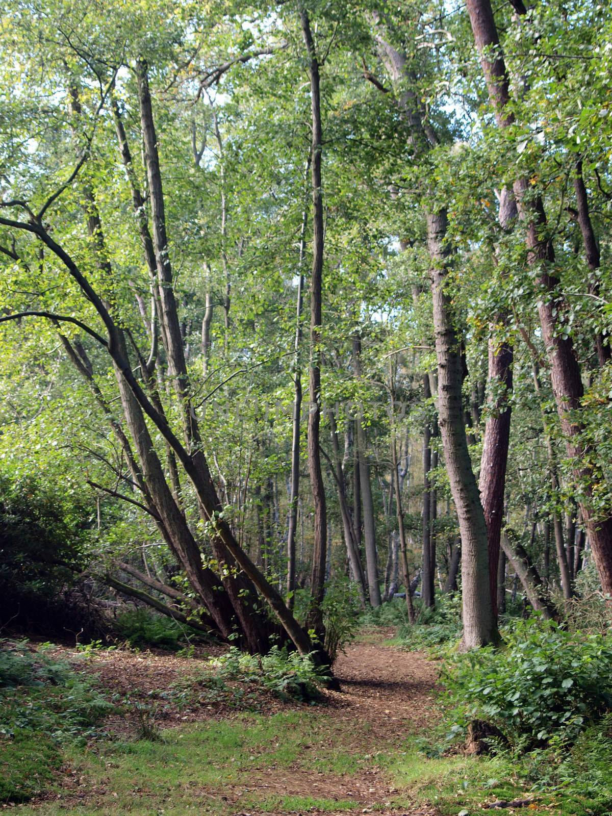 As the peat is still shrinking the roots of the trees become exposed, making them unstable. Many trees can be seen leaning at odd angles untill they eventually fall down. Much of the 266 hectares reserve has become covered with birch woodland