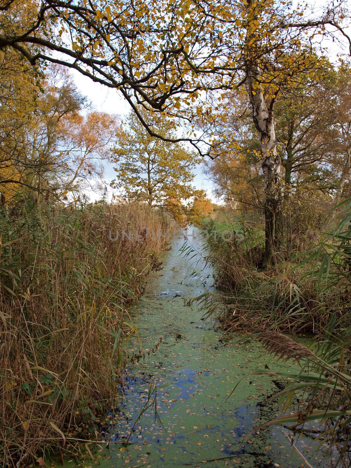 Autumn trees and dykes in Woodwalton fen nature reserve. Part of The Great Fen Project, that aims to restore over 3000 hectares of fenland habitat between Huntingdon and Peterborough.