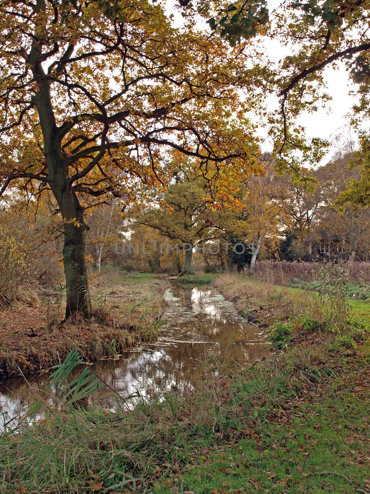 Autumn trees and dykes in Woodwalton fen nature reserve. Part of The Great Fen Project, that aims to restore over 3000 hectares of fenland habitat between Huntingdon and Peterborough.