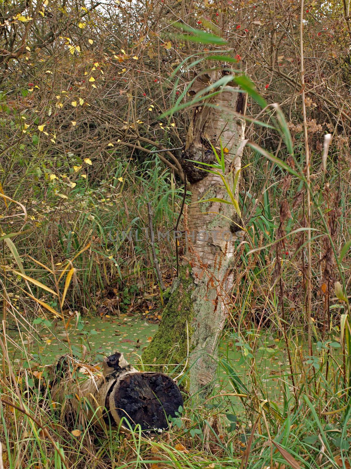 Autumn trees in Woodwalton fen nature reserve. Part of The Great Fen Project, that aims to restore over 3000 hectares of fenland habitat between Huntingdon and Peterborough.