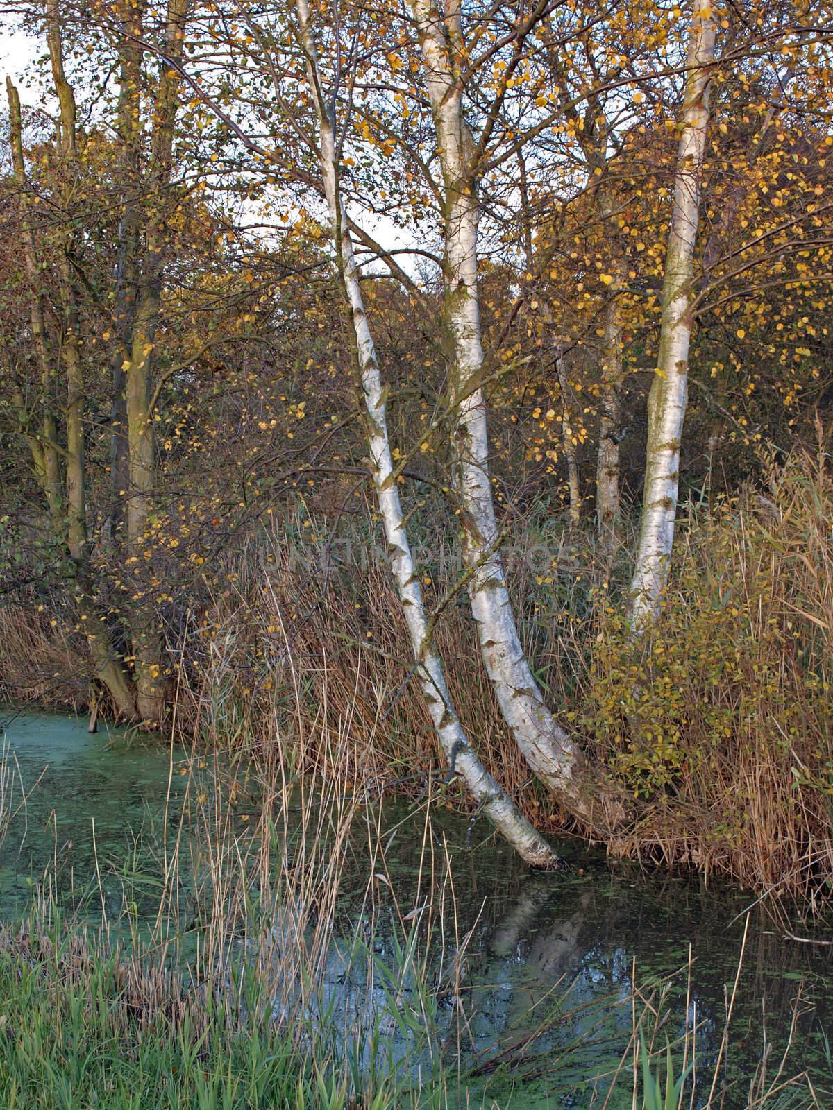 Autumn trees and dykes in Woodwalton fen nature reserve. Part of The Great Fen Project, that aims to restore over 3000 hectares of fenland habitat between Huntingdon and Peterborough.