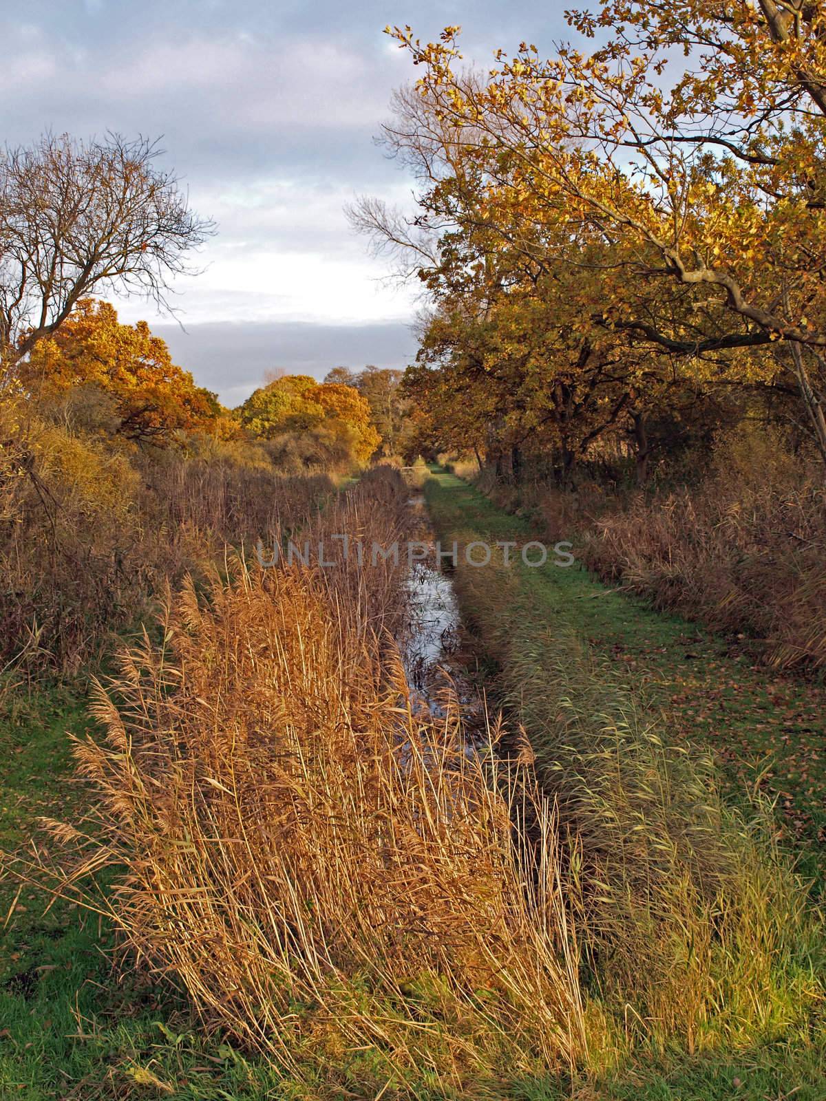 Autumn trees and dykes in Woodwalton fen nature reserve. Part of The Great Fen Project, that aims to restore over 3000 hectares of fenland habitat between Huntingdon and Peterborough.