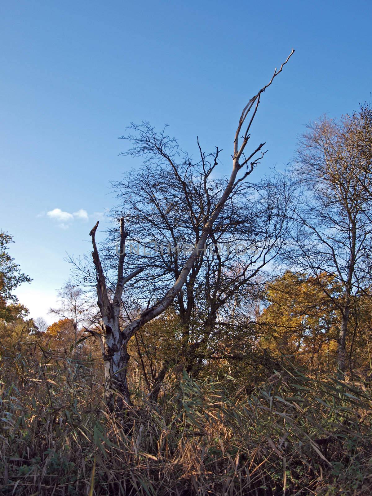 Autumn trees in Woodwalton fen nature reserve. Part of The Great Fen Project, that aims to restore over 3000 hectares of fenland habitat between Huntingdon and Peterborough.