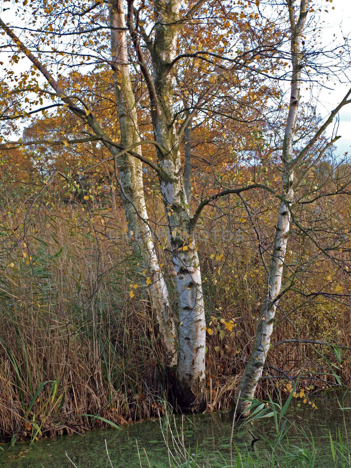 Autumn trees and dykes in Woodwalton fen nature reserve. Part of The Great Fen Project, that aims to restore over 3000 hectares of fenland habitat between Huntingdon and Peterborough.