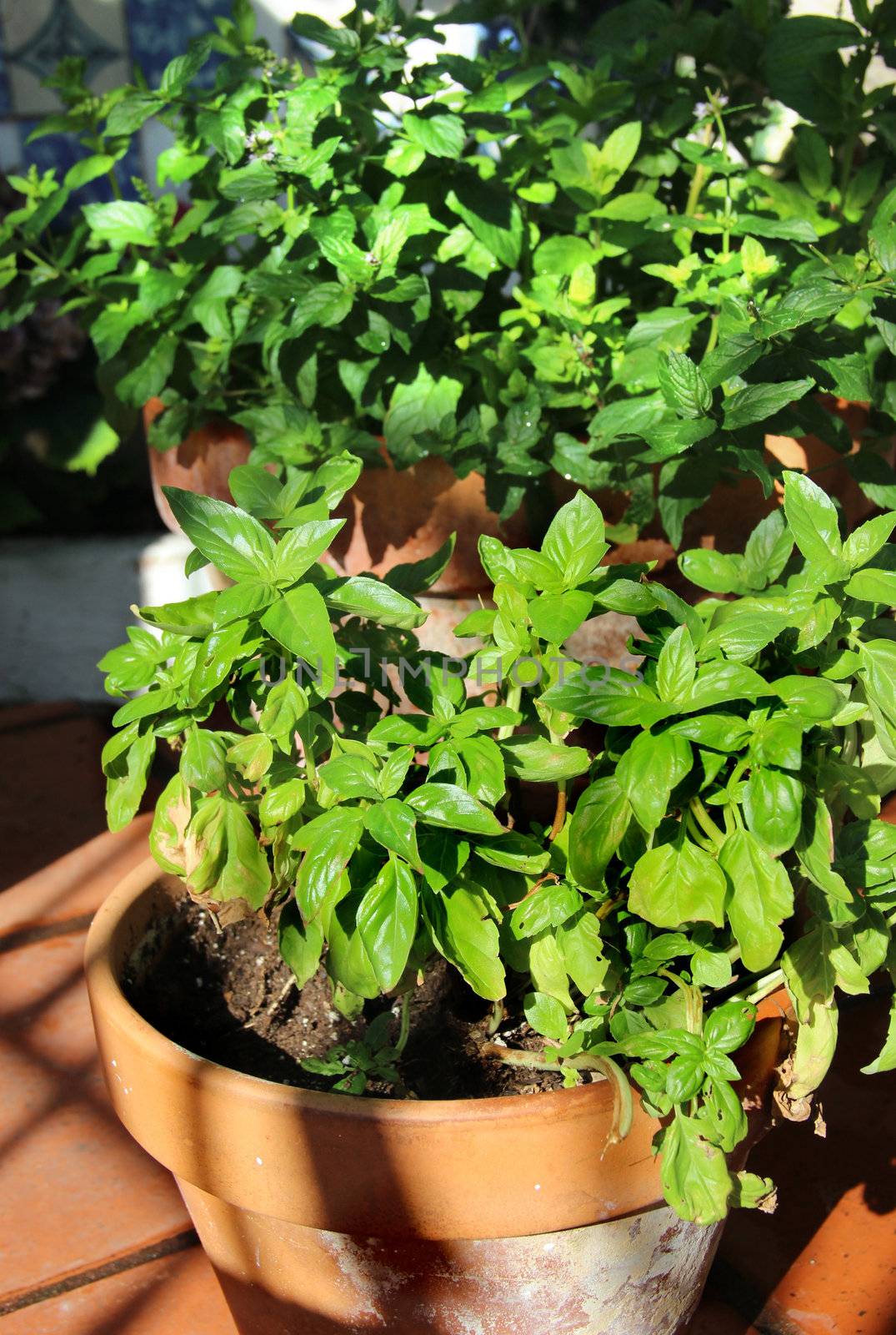 Basil and other herbs in the pot 