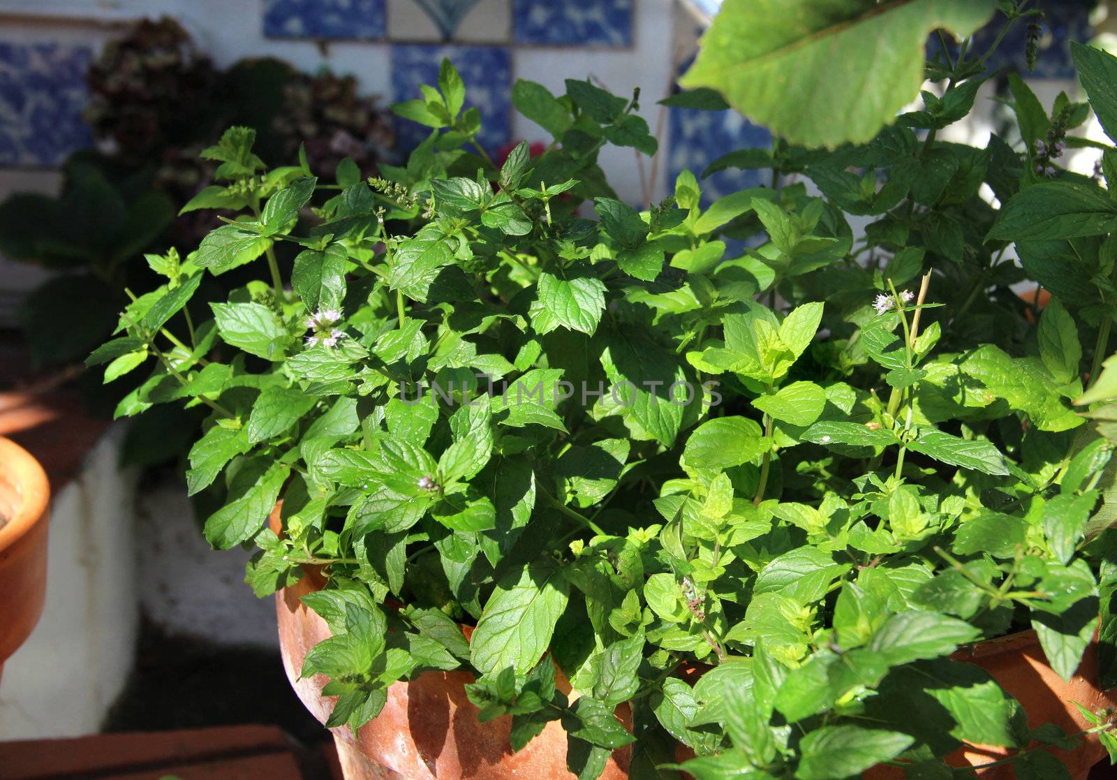 Mint and other herbs in the pot
