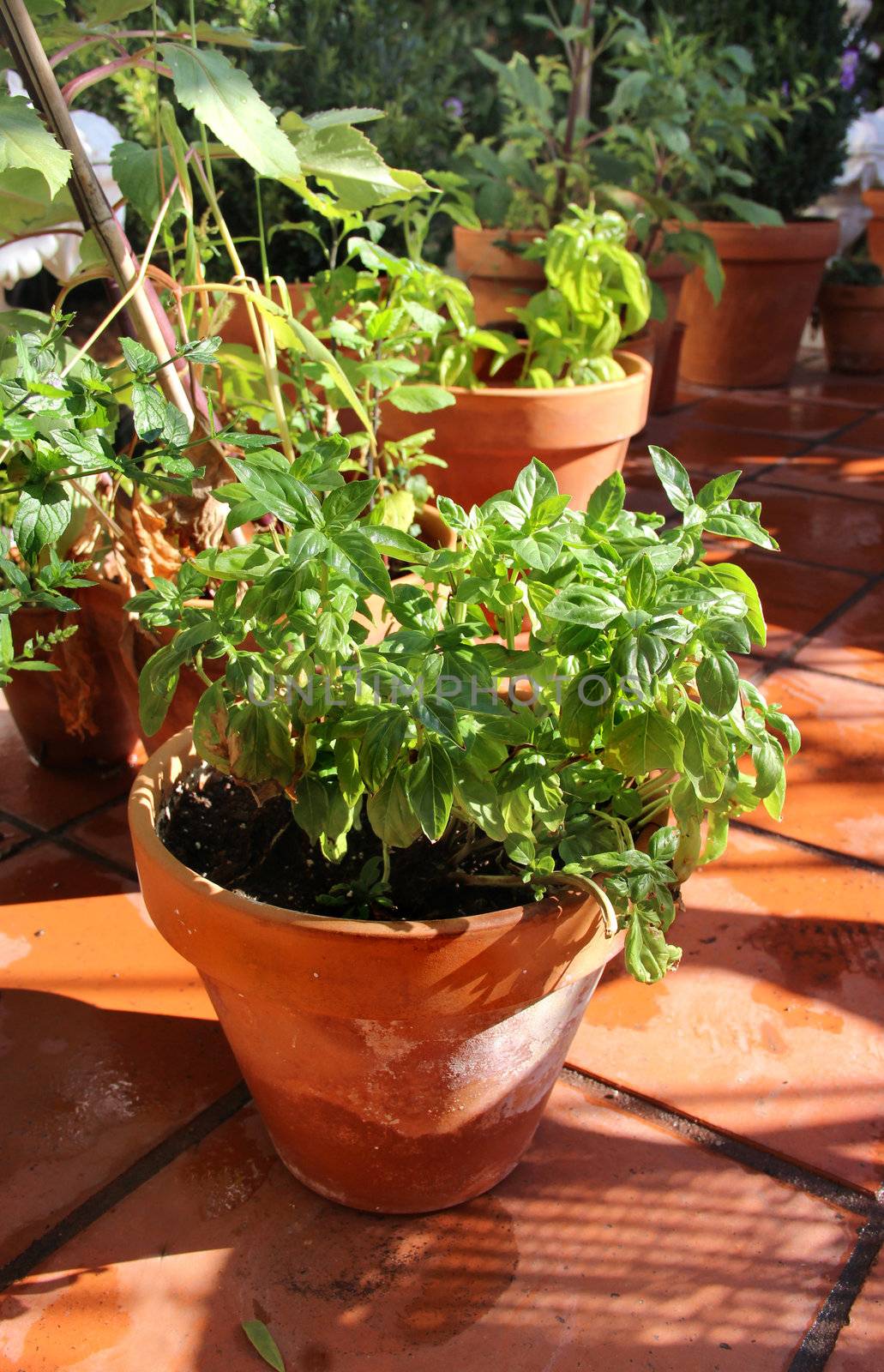 Basil and other herbs in the pot    