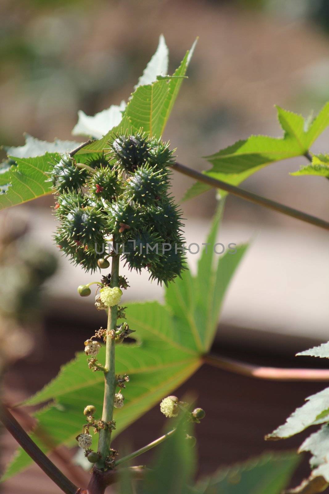 green Ricinus communis with leaves and seed capsules