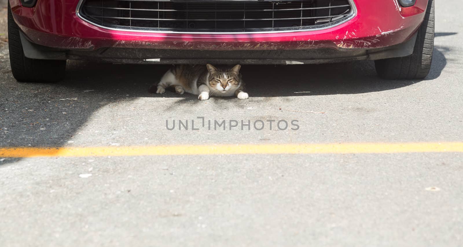 Small cat or kitten hiding under fender of car in parking lot or road