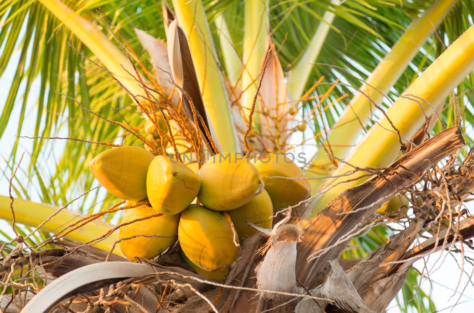 Group of yellow coconut fruits in heart of palm tree among fronds and leaves