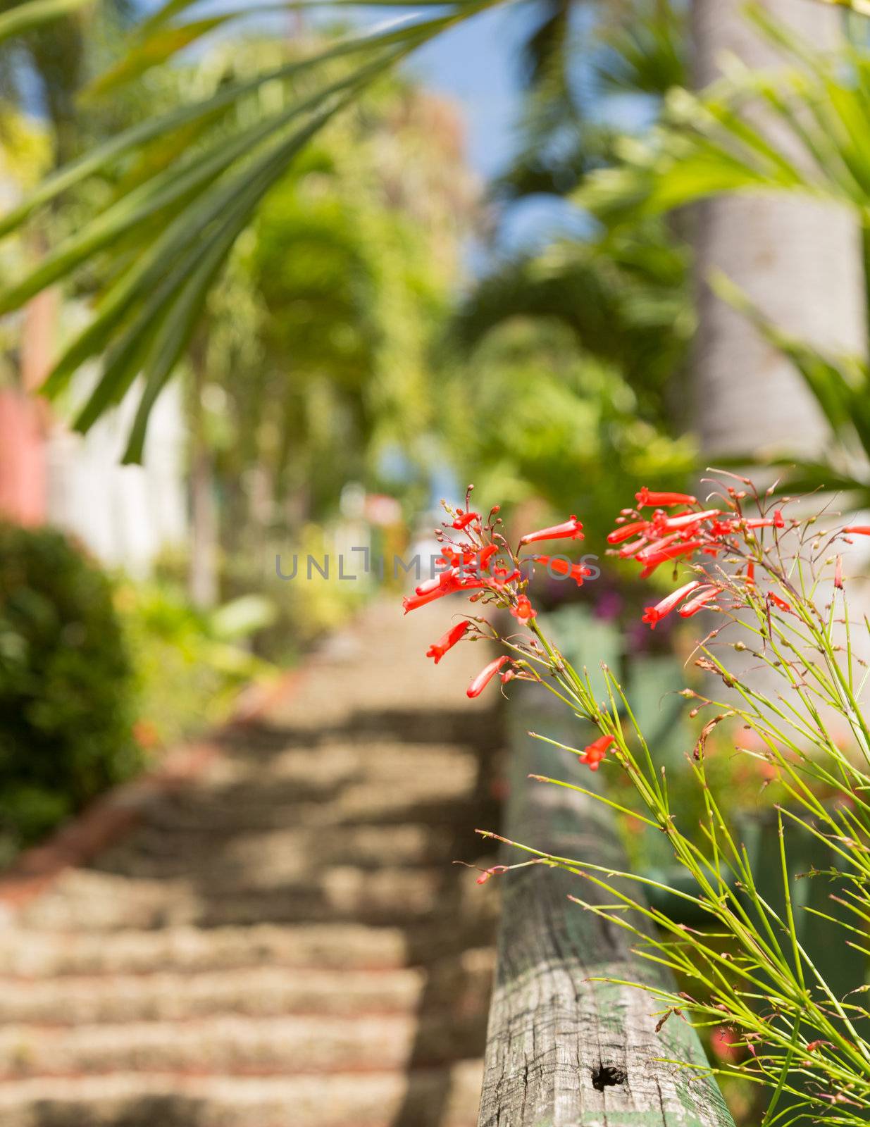 Ninety nine steps framed by red flower blossom in Charlotte Amalie St Thomas